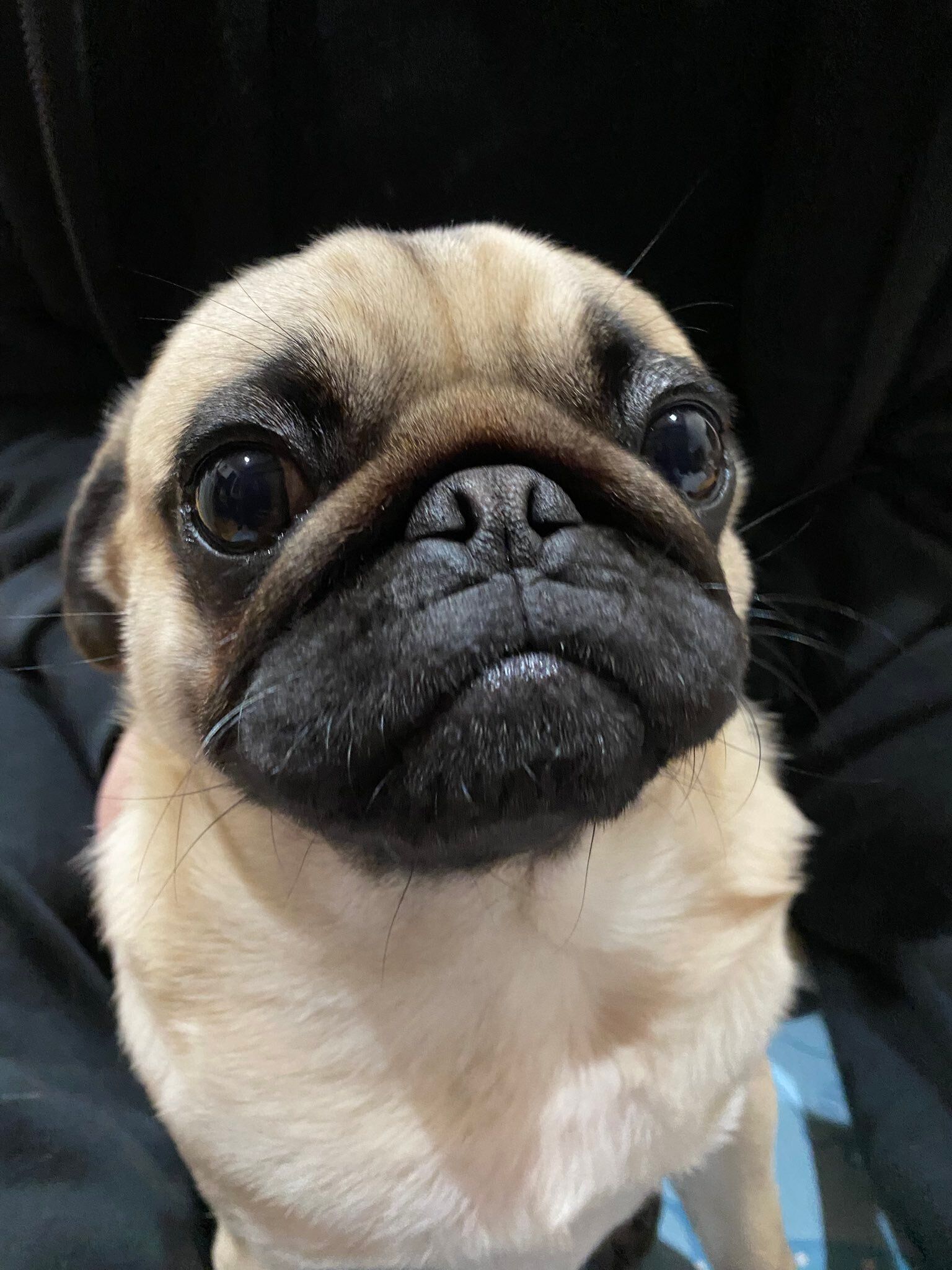 おすましした顔のパグ