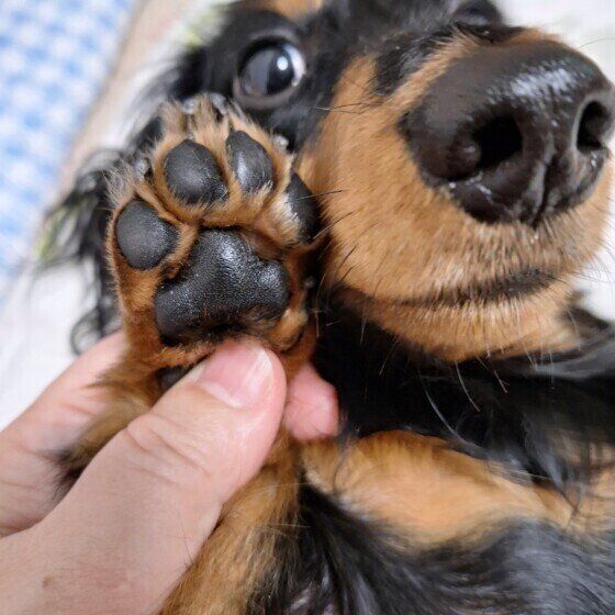 犬が自分の爪をガリガリ噛むのはなぜ？ 原因と対処法を獣医師に聞いた いぬのきもち