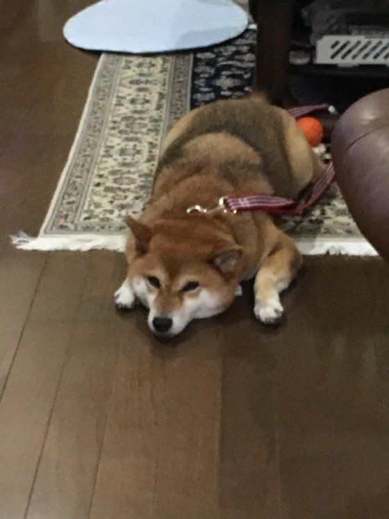 微動だにせずごはんを待つ柴犬