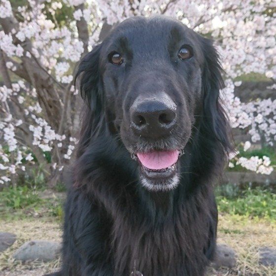 フラットコーテッド・レトリーバー