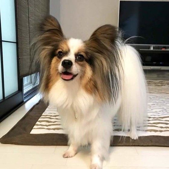 見つめるパピヨン