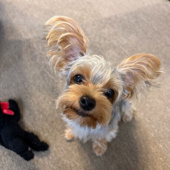 カワイイカメラ目線のヨークシャー・テリア