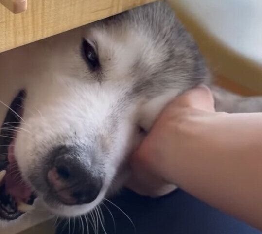 甘えん坊の文太くん