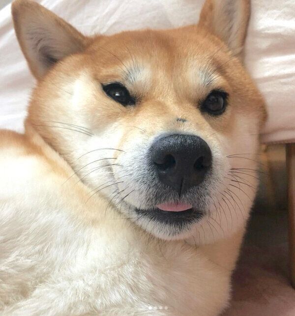 舌をチラッと出すミクちゃん