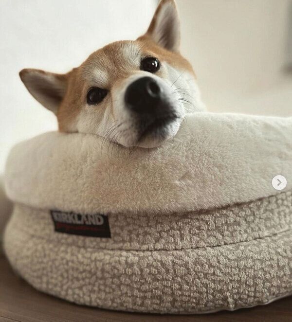 まったりするしらすくん