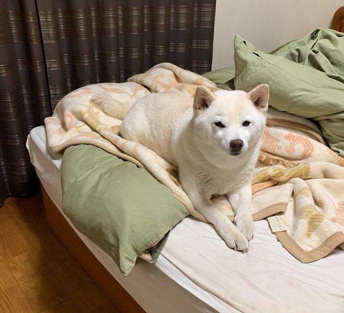 飼い主さんの部屋でくつろぐ小豆ちゃん