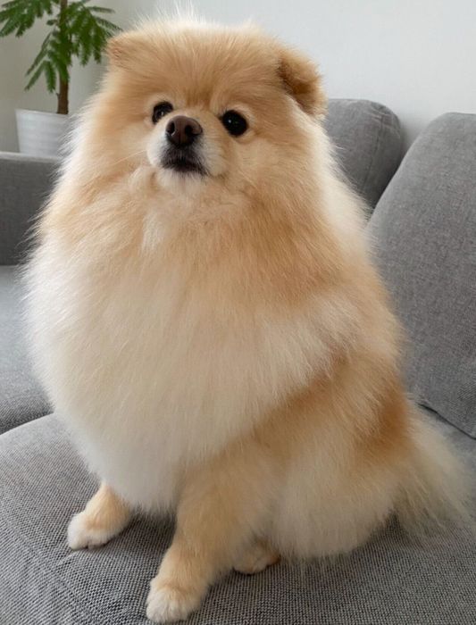 4才になったぱっちゃん
