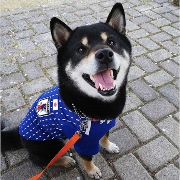 サッカー応援ワンコ