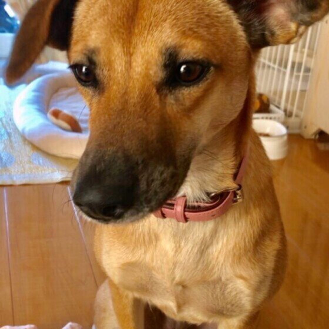 犬が ごはんに不満があるとき の行動 食にわがままになる原因 知ってる いぬのきもちweb Magazine 犬が ごはんに不満があるとき の行動 食にわがままになる原因 知ってる いぬのきもちweb Magazine