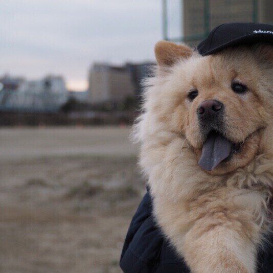 チャウ・チャウ