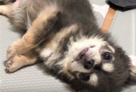 ラズおじさん　チワワ