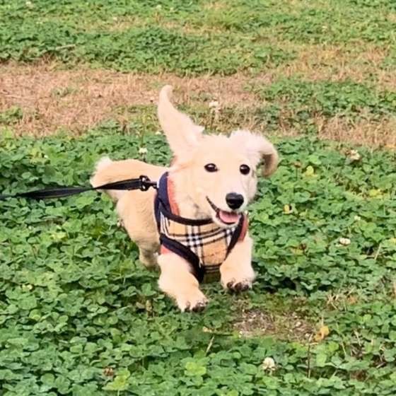 ミニチュア・ダックスフンド