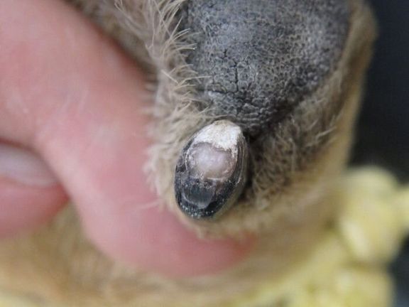 しっとりとした犬の爪