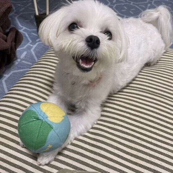 笑顔のマルチーズ