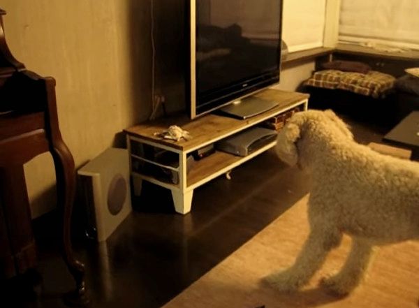 スタンダード・プードルとチワワ