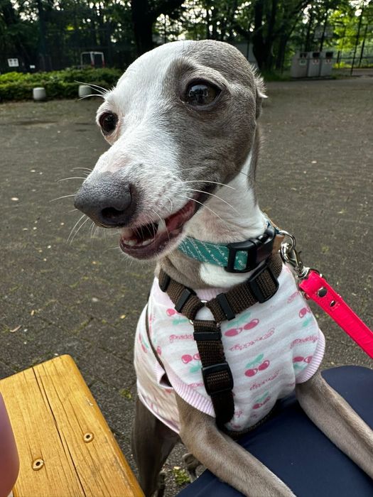 子犬時代の服を着こなすイタリアン・グレーハウンド 3才