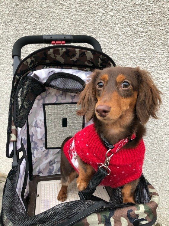 2021年最新 おすすめ犬用カート カートのメリットや使った飼い主の体験談も いぬのきもちweb Magazine