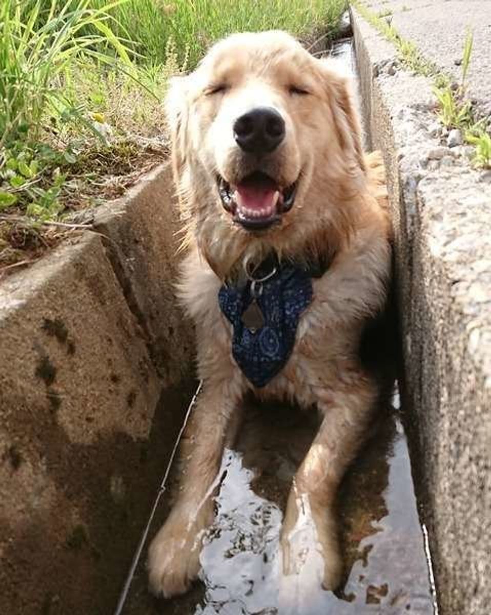 想像したら恐ろしい 犬が怖いものとその理由 愛犬を守ってあげる方法も いぬのきもちweb Magazine 想像したら恐ろしい 犬が怖いものとその理由 愛犬を守ってあげる方法も いぬのきもちweb Magazine