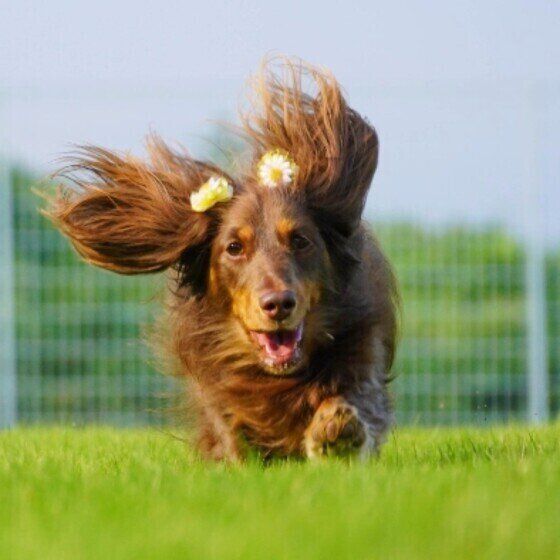 ミニチュア・ダックスフンドのはるちゃん
