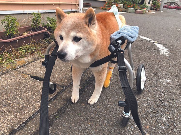 車いすで散歩を楽しむ矢真斗くん（柴・14才）。後ろ足が麻痺していても元気にリハビリ