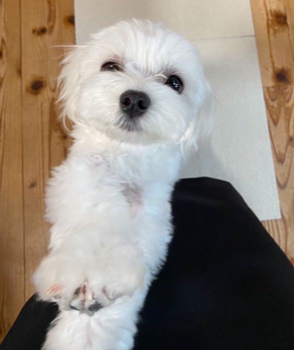 帰宅した飼い主さんを出迎えるポッケちゃん