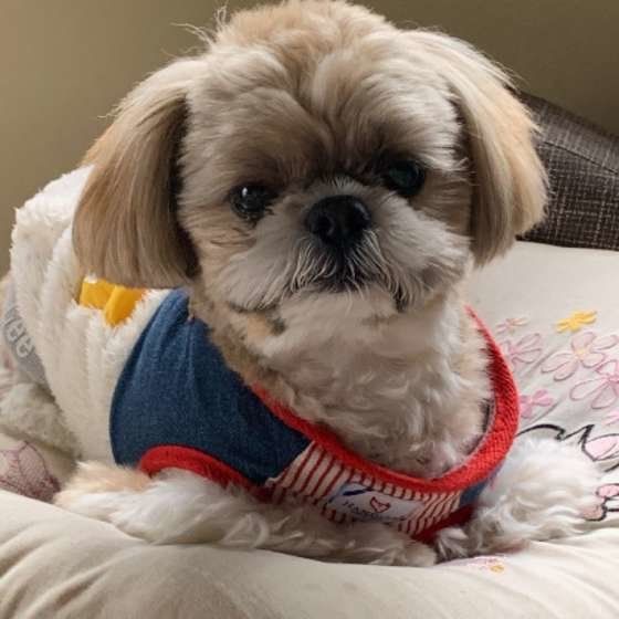 シー・ズーのmocoくん