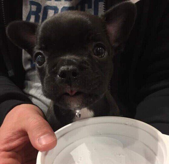 フレンチ・ブルドッグ・エマルくん・水飲み