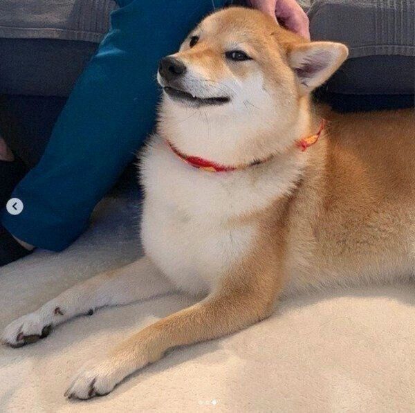 なでてもらう味噌ちゃん