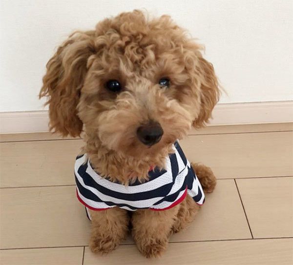 見つめるトイ・プードル