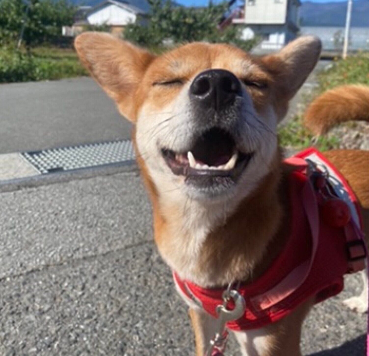 笑顔が可愛いむぎちゃん