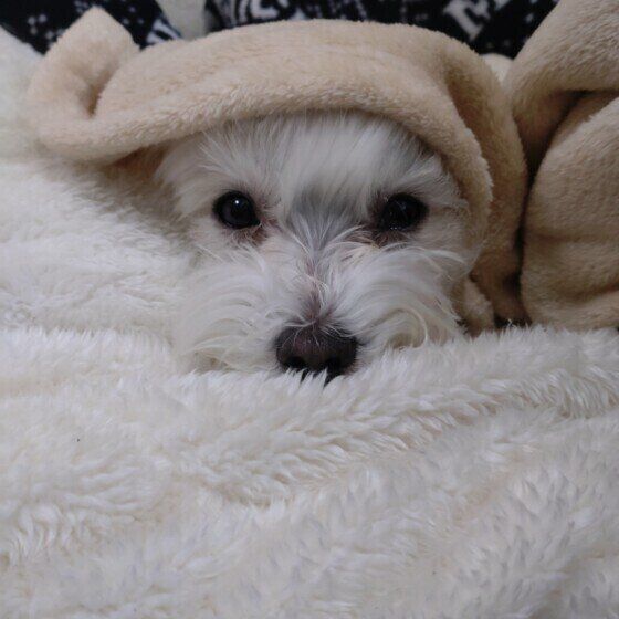 毛布にくるまるマルチーズのくうくん