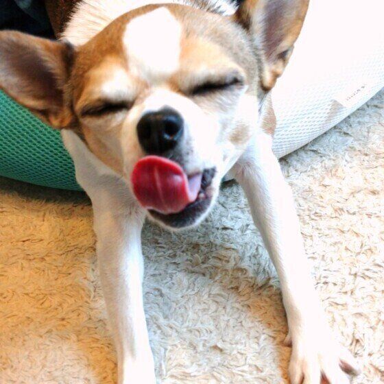 「のびのび〜！」犬もストレッチや伸びをする？とっても可愛い犬たち いぬのきもち