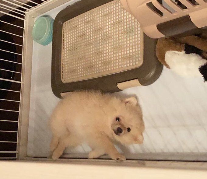 生後3カ月のポメラニアン