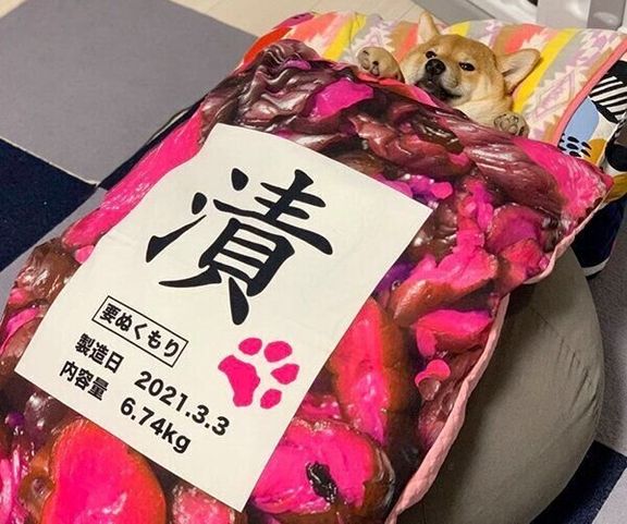 「しば漬」布団に入るゆずちゃん