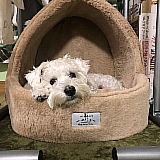 冬用ベッドを買ってもらったウィートンくん