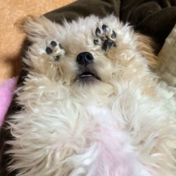 モコ君のいないいないばぁ