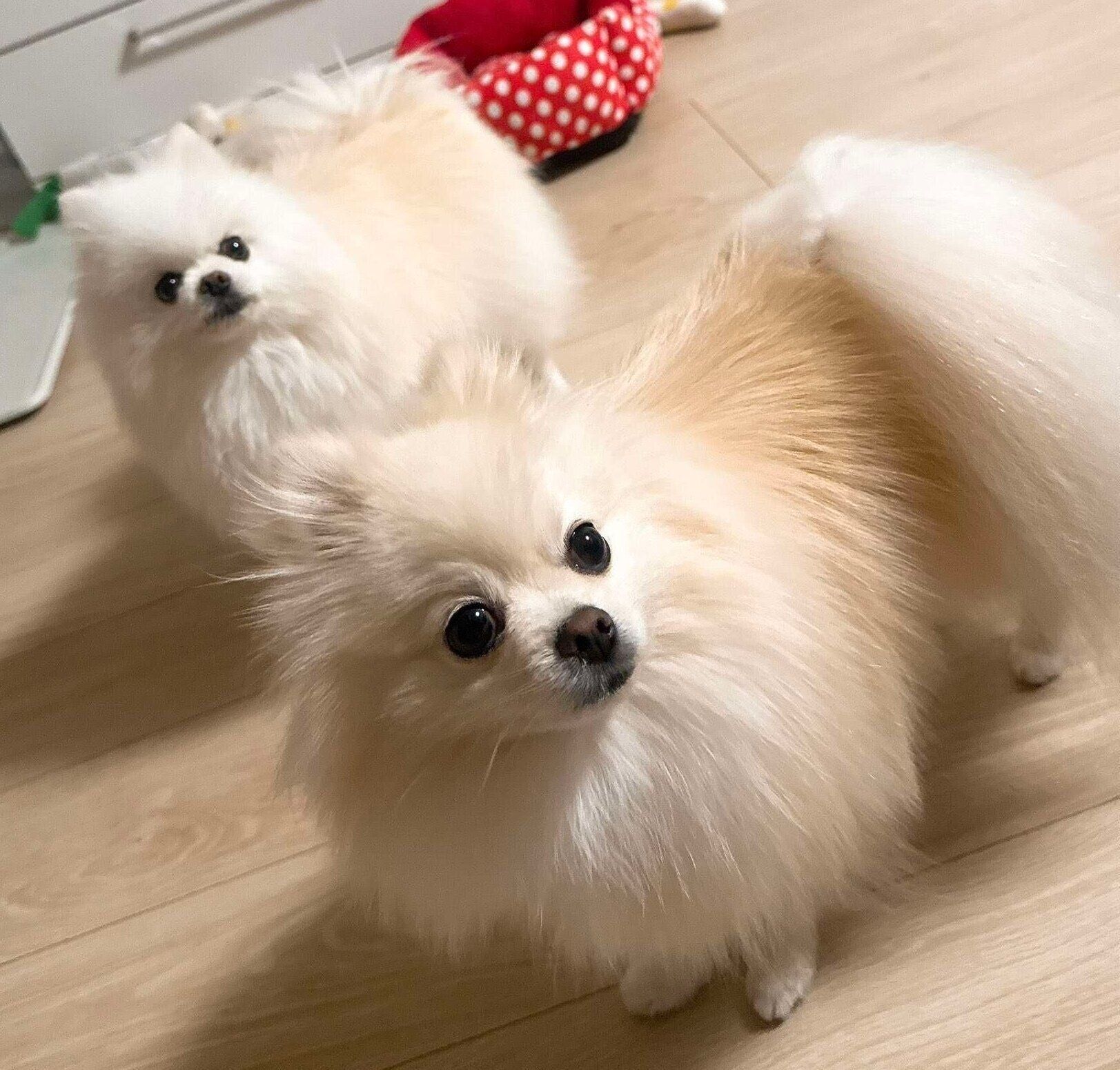 そらくんとくれはくん