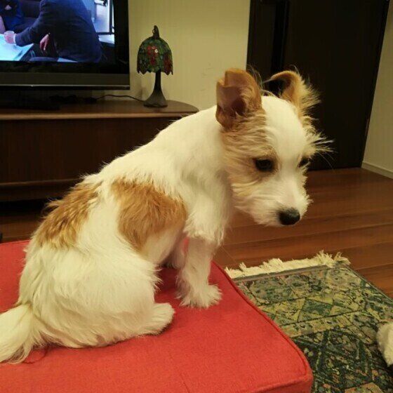 降りたくてしょんぼりのジャックラッセルテリアのビオラちゃん