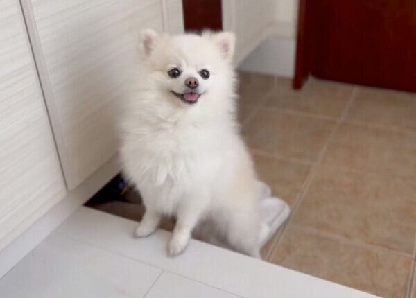 玄関で待つぽんちゃん