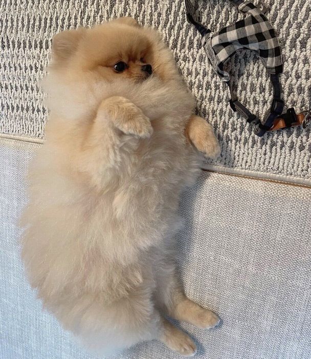 寝転がるもこちゃん