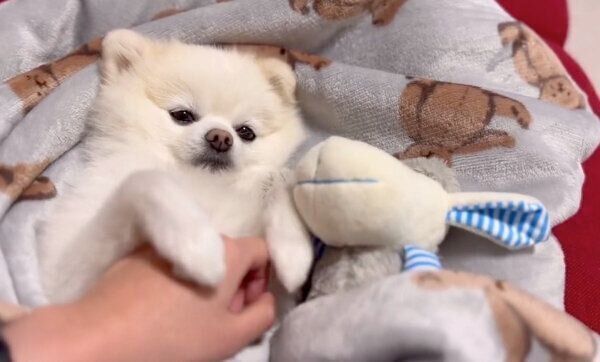 ナデナデを堪能するぽんちゃん