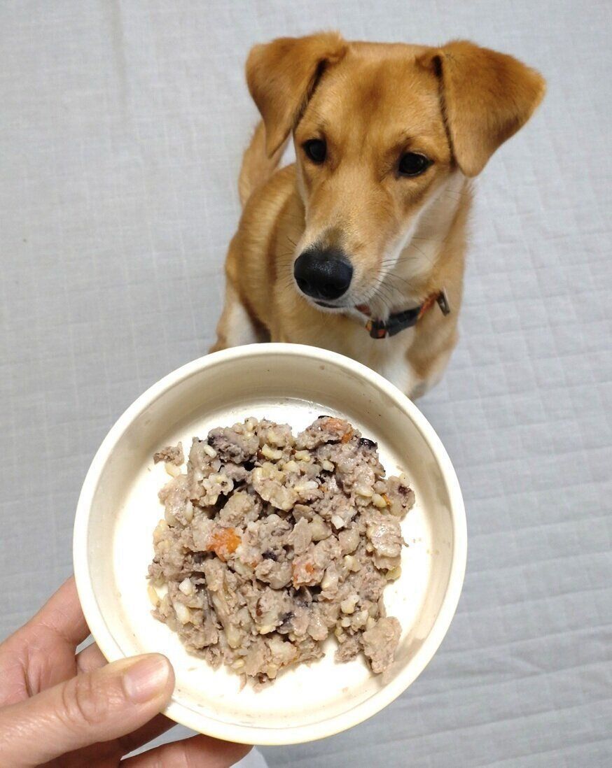 試したのは、編集スタッフ・Hと愛犬レノン（オス・１才／ミックス）