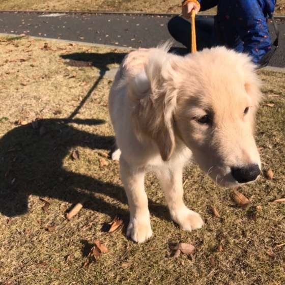 散歩するゴールデン・レトリーバー