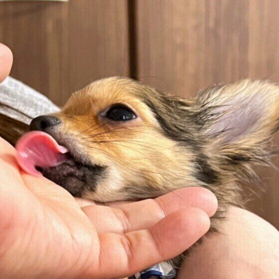 嫉妬？ ストーカー？ 飼い主への独占欲が強すぎる犬との接し方 いぬのきもち