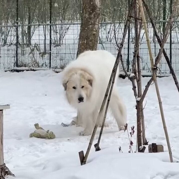 代わりのおもちゃとアラン君