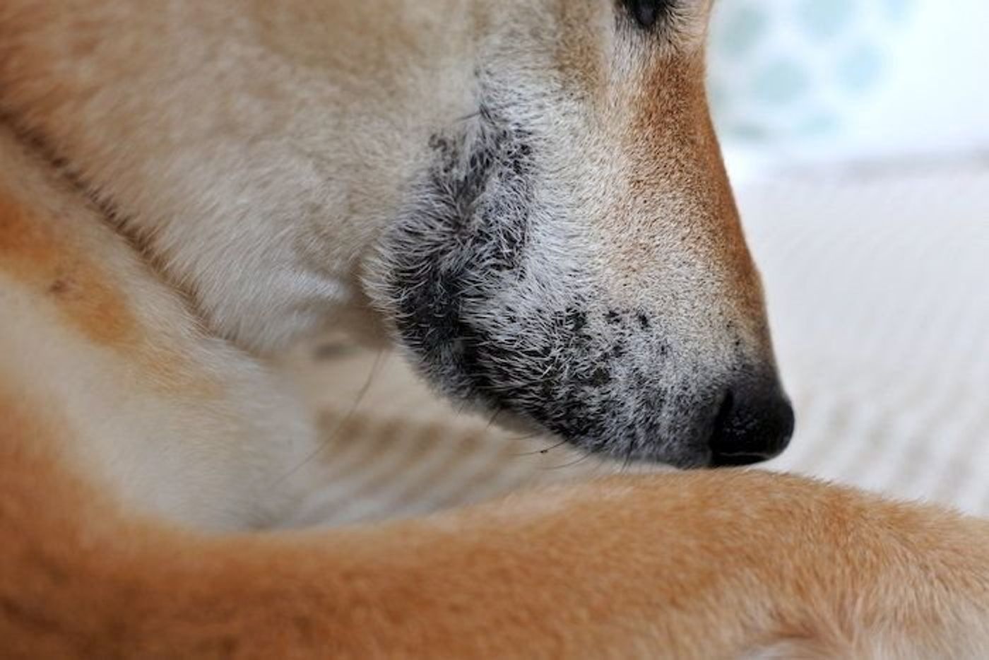 柴犬マロたん 酷暑で悪化したアレルギーが落ち着いて来ました いぬのきもちweb Magazine 柴犬マロたん 酷暑で悪化したアレルギーが落ち着いて来ました いぬのきもちweb Magazine