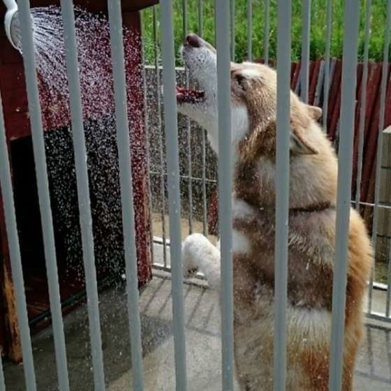 シベリアン・ハスキー