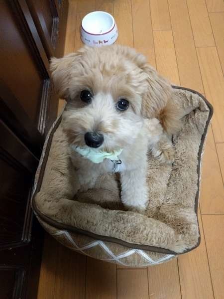 犬にキャベツはok 気を付けたい量 与え方とは いぬのきもちweb Magazine