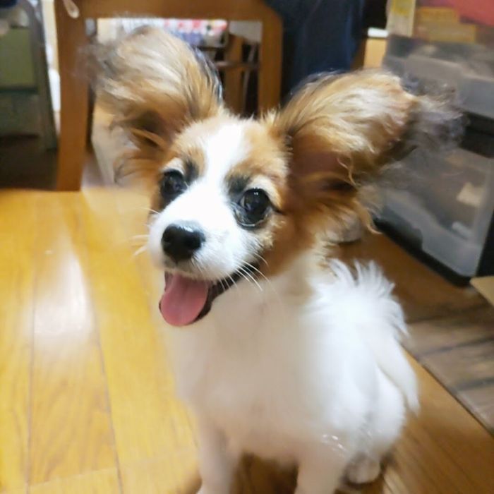 生後5カ月のパピヨン