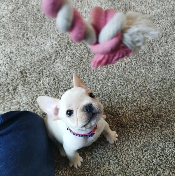 おもちゃで遊ぶ桜丸くん